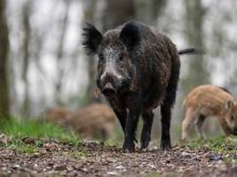 Allesfresser im Wald: Begegnung mit Wildschwein: Wie verhält man sich?