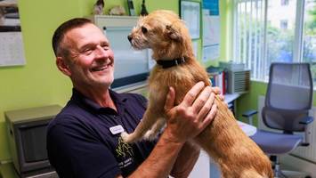 Juckreiz, Rötungen: Immer mehr Hunde leiden unter Allergien