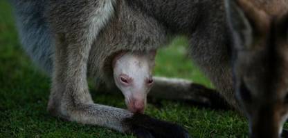 Australien: Wildtierpark präsentiert seltenes Albino-Wallaby Olaf