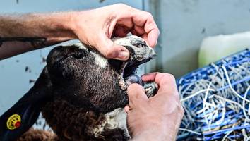 Gefährliche Tierseuche - „Deutlicher Anstieg“ der Blauzungenkrankheit – was Sie wissen müssen