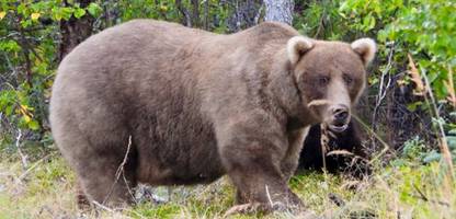 »Fat Bear«-Wahl in Alaska: Braun-Bär Grazer gewinnt vor Chunk