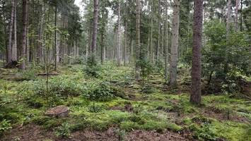 Wald in der Krise: Ein Umdenken täte Bäumen und Wirtschaft gut