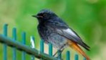 vogelkür: nabu: vogel des jahres in thüringen weit verbreitet