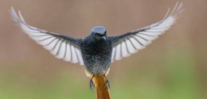 Hausrotschwanz zu »Vogel des Jahres« 2025 gekürt