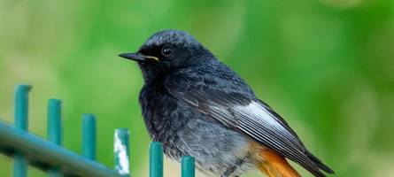 Der Hausrotschwanz ist der „Vogel des Jahres“ 2025