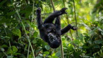 WWF schlägt Alarm - Tierbestände verschwinden weltweit: „Wir zerstören, was uns am Leben hält“