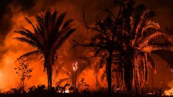 Hälfte davon im Amazonasgebiet - Brandfläche in Brasilien: Mehr als dreimal so groß wie Bayern