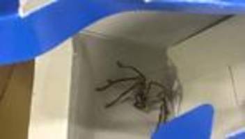 gefährliche tiere: giftige riesenspinne im supermarkt in bananenkarton entdeckt