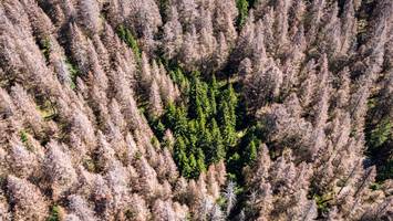 monokulturen adé - um ihren wald zu retten, hölzt försterin ihn einfach ab