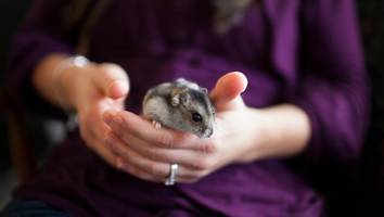 In Spanien - Mutter (38) wird von Hamster gebissen und stirbt vor dem Krankenhaus