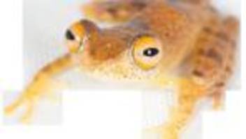 entdeckung in madagaskar: warp-pfeifen im regenwald: frösche klingen nach «star trek»
