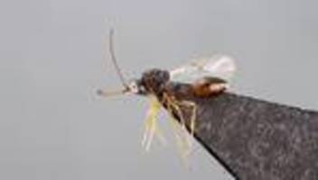 tiere: unbekannte wespenart in nordhessen entdeckt