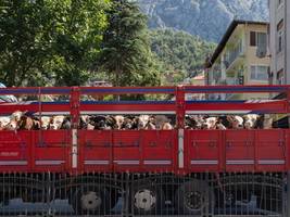 Tiertransporte: Verendet im Niemandsland