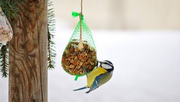 Günstiger als aus dem Tierbedarf - So können Sie Vogelfutter einfach selbst machen