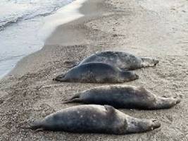tote tiere vor rügens küste: expertin nennt mögliche ursache für robbensterben