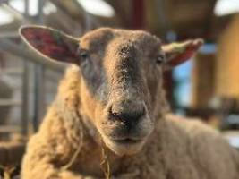 von steilküste gerettet: einsamstes schaf hat das schafsein verlernt