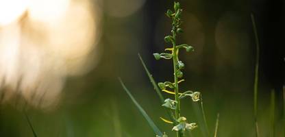 Zart duftende Mischwald-Liebhaberin ist Orchidee des Jahres