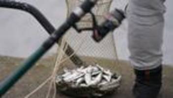 fischerei: eu-minister wollen ostseefangmengen beschließen