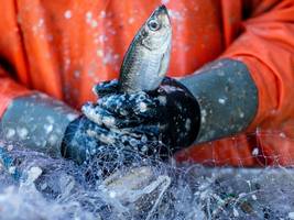 Meere: Gehen der Welt die Fische aus?