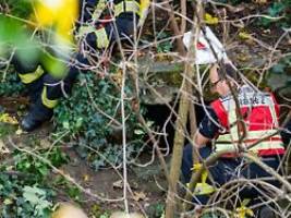 Bei Baumpflegearbeiten in Mainz: Mann steigt aus Neugier in Tunnel und findet Leiche