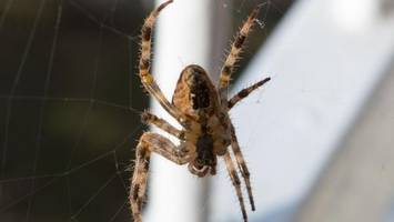 Nosferatu-Spinne im Haus: Das können Sie jetzt tun