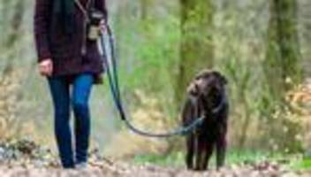 Kommunale Steuern: Hundesteuer bringt Millionen für kommunale Kassen im Norden