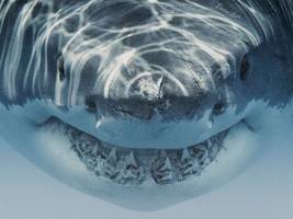 tiere: das muntere ranking der horror-tiere