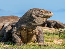 Einmal im Leben: Staunen und Gruseln über die Warane auf Komodo