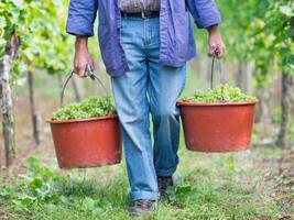 Weinernte: Deutsche Winzer ernten deutlich weniger Trauben