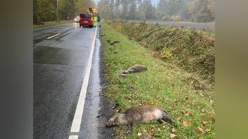 autofahrer tötet ganze wildschweinrotte – neun tiere sterben