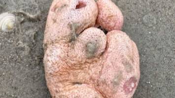 „tote mannshand“ - großer knubbel an der nordseeküste entdeckt – experten enttarnen unheimlichen fund