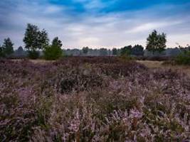 Ein Heimatroman der anderen Art: Wolf, Geist und Ökonazi spuken durch die Heide