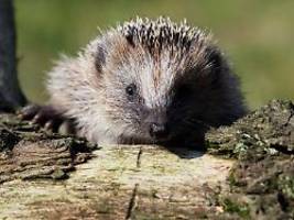 Das Problem ist der Mensch: Der Igel wird zur bedrohten Art