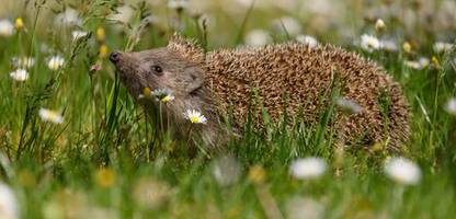 Rote Liste der Weltnaturschutzunion: Der Igel ist in Gefahr