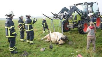 Feuerwehr rettet Gallowayrind „Greta“ aus misslicher Lage