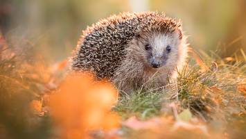 Müssen besser geschützt werden - Igel erstmals als bedrohte Art gelistet - so können Sie sie noch retten