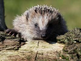 Artenschutz: Igel erstmals als bedrohte Art gelistet