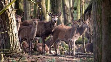 Wildgehege Klövensteen muss überraschend vorübergehend schließen