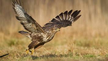 Verbotene Hilfe - Schweizer Rentnerin füttert geliebten Bussard und kommt vor Gericht