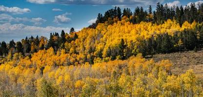 Zitterpappel Pando in den USA: Methusalem-Baum ist bis zu 80.000 Jahre alt