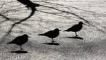 geflügelhaltung: ganz Österreich zum risikogebiet für vogelgrippe erklärt