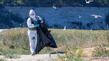 Im Pazifik - Vogelgrippe befällt das Gehirn von Robben - was das für Menschen bedeutet