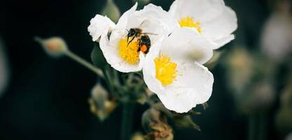 Bienen: Lichtverschmutzung sorgt für Schlafmangel bei Honigbienen