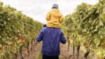 Weinlese: Einmal Winzerkind, immer Winzerkind