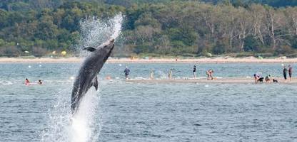 Travemünde: Delfin »Delle« ist ein Einzelgänger, quatscht aber trotzdem ganz schön viel