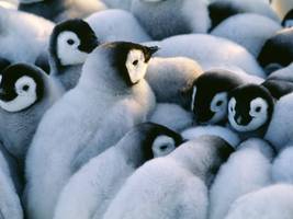 artenschutz: „1000 pinguine bilden eine kuscheleinheit“