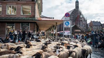 Jährliches Event - Nürnberger Innenstadt mit hunderten Schafen voll - sie haben wichtige Aufgabe