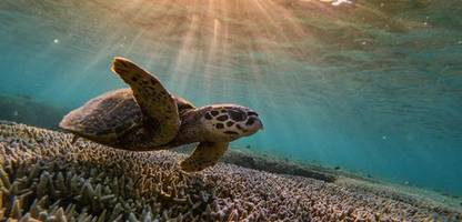 great barrier reef: korallensterben erreicht rekordausmaße