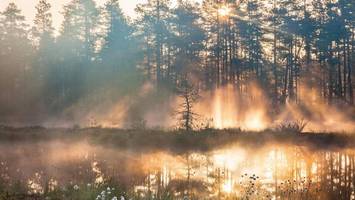 wald und moore als klimaretter? experten warnen vor irrtum