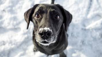 fell hält nicht immer warm - diese hunde brauchen im winter einen mantel